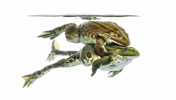 Comment reconnaître les signes de maladie pulmonaire chez une grenouille tomate?