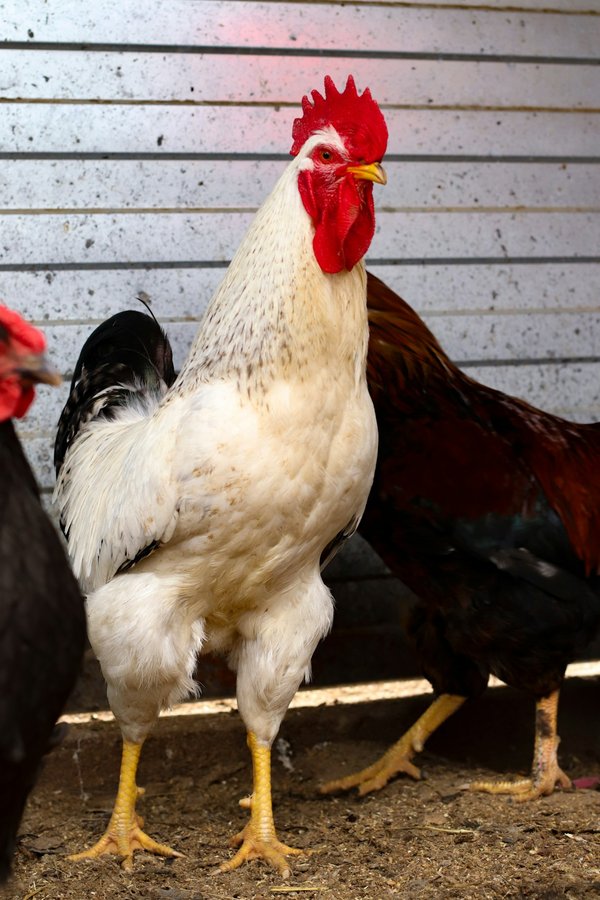 Les poulaillers en bois incontournables de 2024