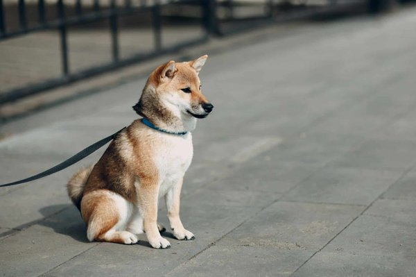 Elevage shiba inu en normandie : une passion familiale